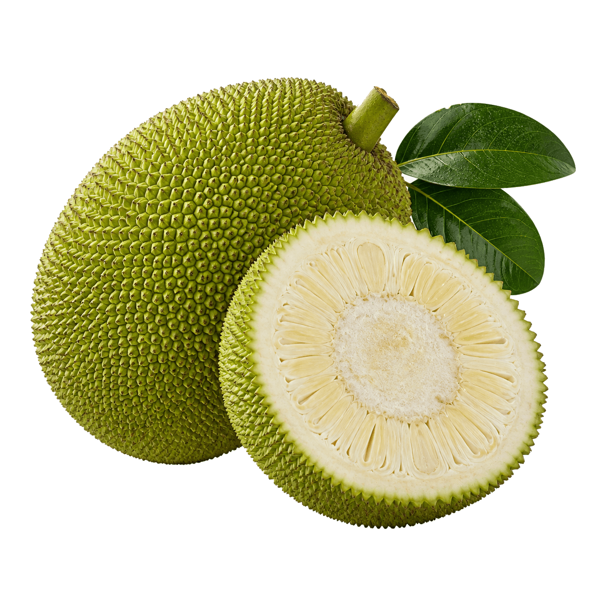 Whole and cut mature green jackfruit