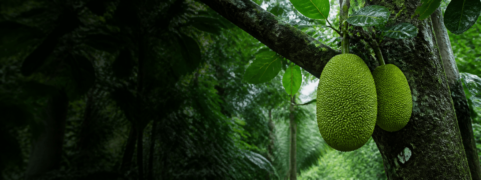 Mature green jackfruits growing on a tree in Kerala